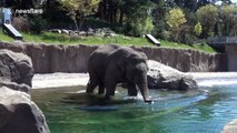 Elephant gives tourists a high-five from a distance