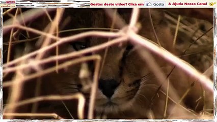 Caracal Em Cenas Fantásticas