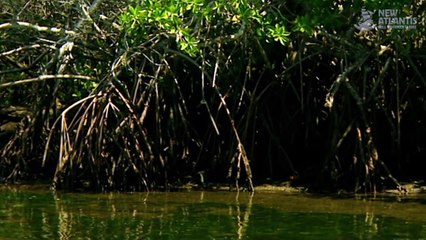 Komodo and Sumatra: Land of Dragons (part 3/5)