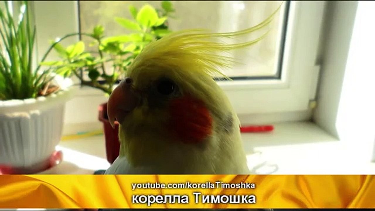Как научить кореллу петь. Как поет корелла. Cockatiel sings