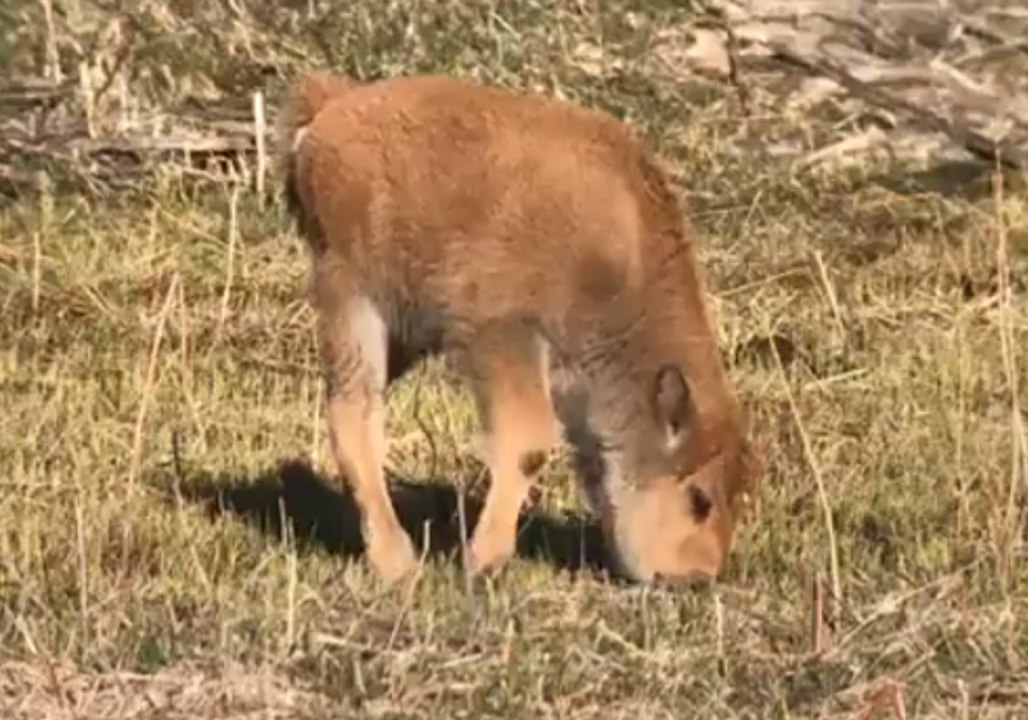 Bison Calving Season Starts in Yellowstone National Park