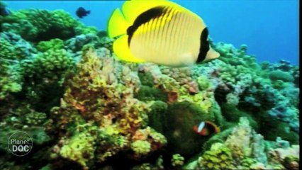 Indonesia. Coral Reef | Tribes & Ethnic Groups