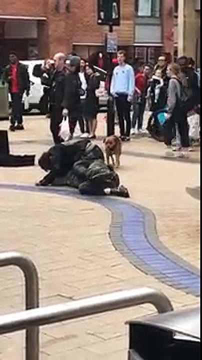Un chien profite de deux hommes ivres se battant au sol