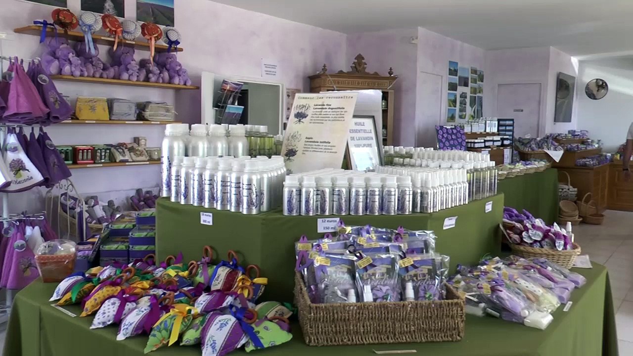 Alpes-de-Haute-Provence : Que font les producteurs de lavande hors saison ?