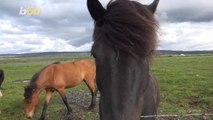 Turns Out Horses Remember Our Faces As Well As Our Emotional States