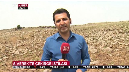 Şanlıurfa’da çekirge istilası