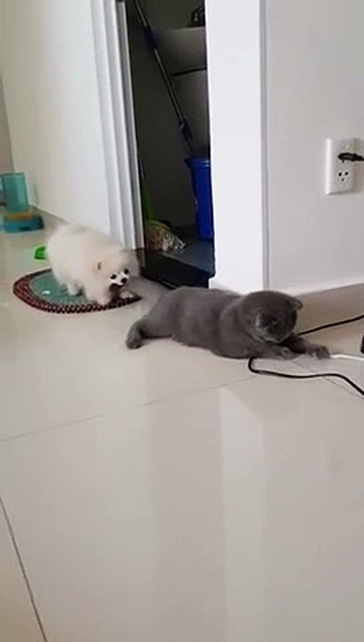 Un chat qui semble ne pas avoir de problème avec le petit chien qui le tire par la queue !