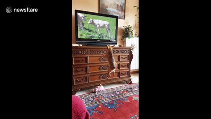 Chihuahua leaps and barks at sight of cows on TV