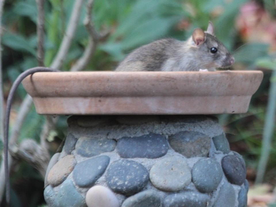 7 repulsive things you need to know about roof rats - ABC15 Digital