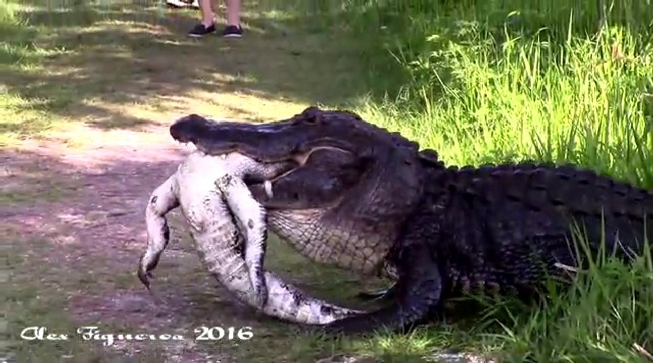 Les crocodiles n'ont aucune pitié entre eux! Le gros mange le petit