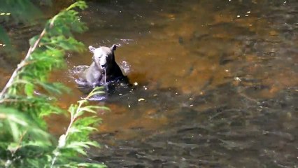 Un ours flemmard a trouvé le spot de peche parfait