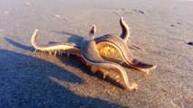 Avez-vous déjà vu une étoile de mer marcher sur le sable?