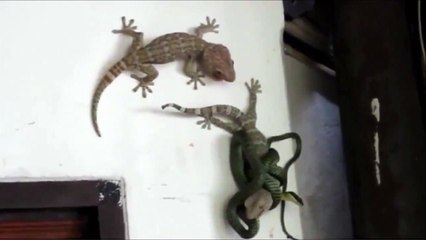 Un lézard sauvé par un autre lézard alors qu'il était en train de se faire manger par un serpent