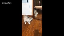 Confused cat bounces off mirror as it tries to fight its own reflection