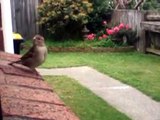 180428 Hetty Housesparrow at her smartest