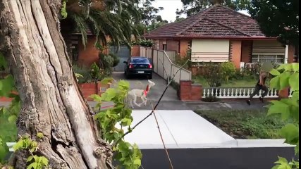 EXPLOSIVE ALPACA PRANK!