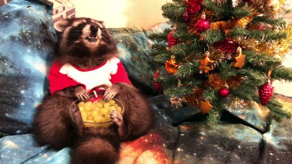 Raccoon Loves Eating Grapes