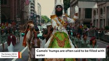 Why Do Camels Have Humps