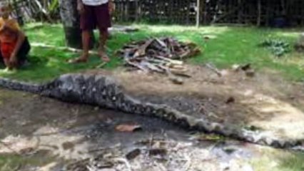 DETIK DETIK AKSI ULAR PITHON MEMANGSA WALLABI dalam Waktu 3 Jam, LIHAT sendiri y