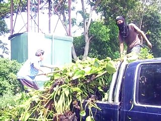 ผักตบชวาเลี้ยงไก่