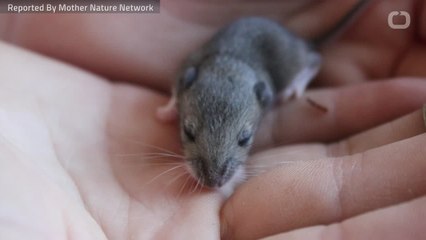 What Is Hantavirus?