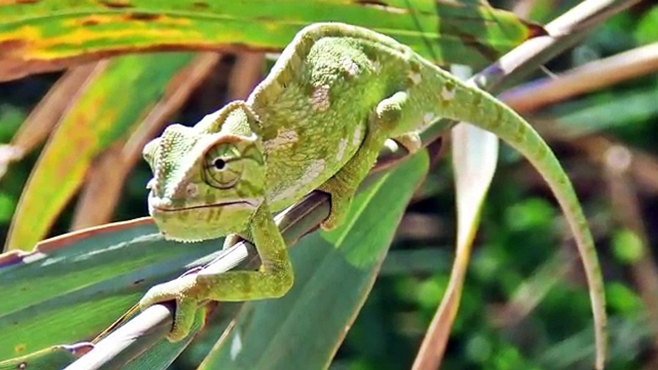 Odgłosy zwierząt dla dzieci | Polska wymowa nazw zwierząt
