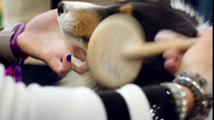 CROWNED  Inside the 2018 Westminster Dog Show   FOX SPORTS