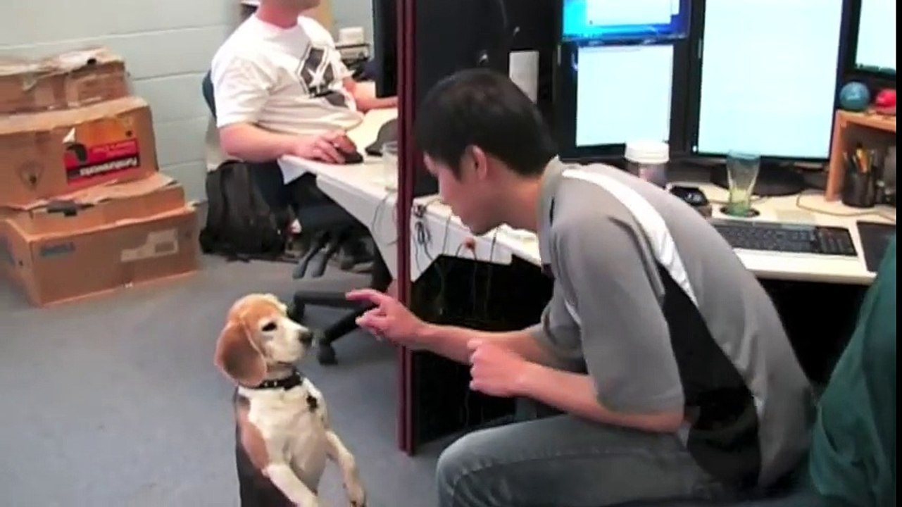 Magic tricks for dogs - Vanishing food!