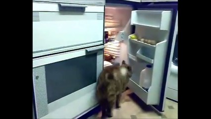 Smartest Cats EVER 4