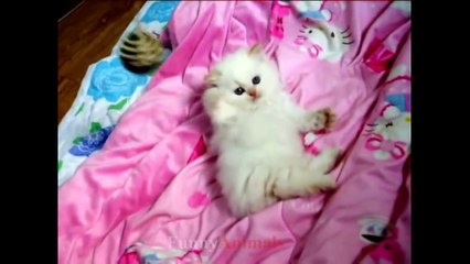 So many cute kittens videos compilation