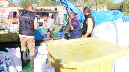 Ordu’dan Rusya ve Japonya’ya havuz balığı ihracatı