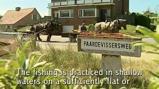 Shrimp fishing on horseback in Oostduinkerke