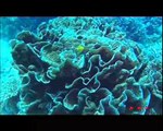 Great Barrier Reef (UNESCO/NHK)