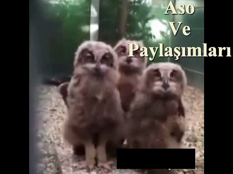 Kürtçe Dublaj Kuro Ewa Keye.Aso ve Paylaşımları
