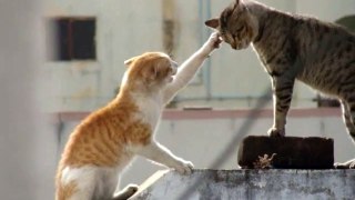 Real Cat Fight ( Watch With Sound)_HIGH