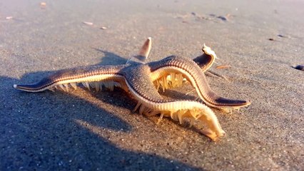 Une étoile de mer marche sur le sable