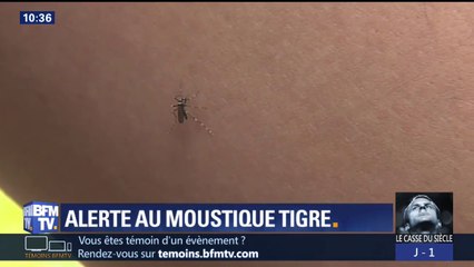 Chikungunya, dengue, zika... le moustique tigre est vecteur de maladies graves