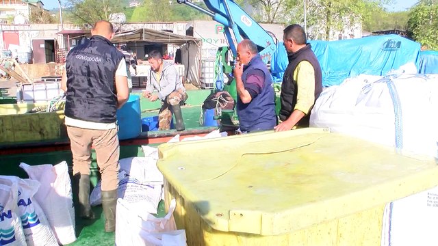 Ordu’dan Rusya ve Japonya’ya Havuz Balığı İhracatı