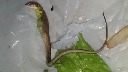 Marulun İçinden Çıkan Yeşilistan Görenleri Şaşkına Çevirdi