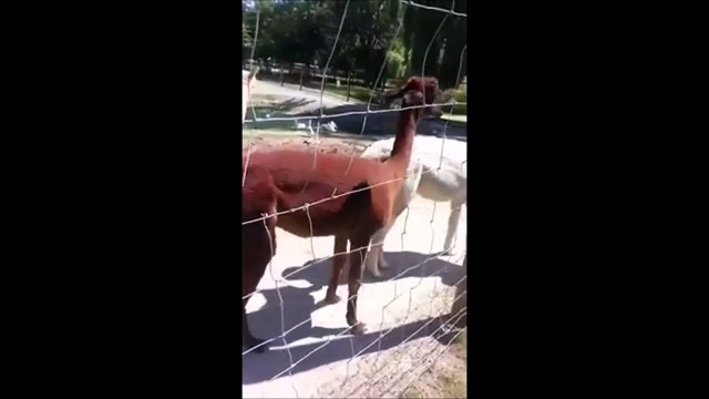 Apparement les Alpagas ça crache comme les lamas... pauvre gamin