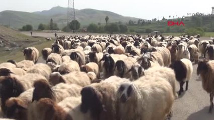 Şırnak Göçerlerin Yüzyıllardır Süren 'Kader Yolculuğu