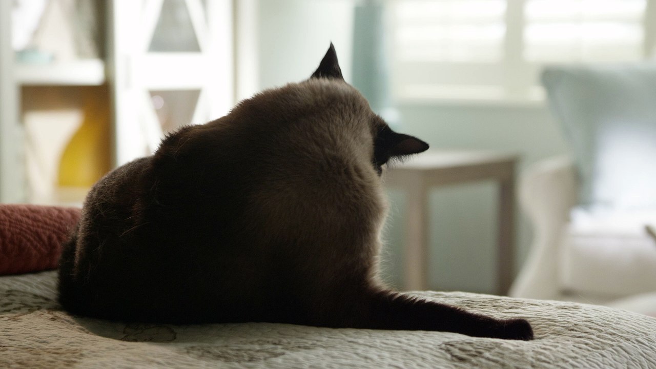 Persian_cat_on_bed