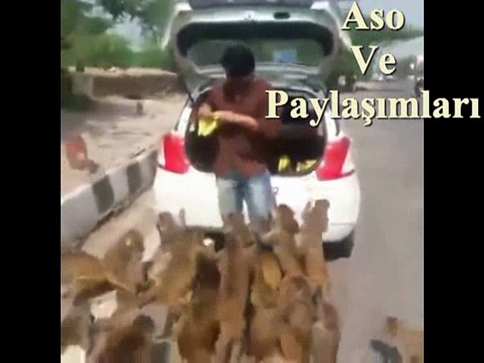 Kürtçe Dublaj Abe Tuxude Muz Bıdemın.Aso ve Paylaşımları