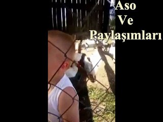 Kürtçe Dublaj Wey Wey Goşte Sor