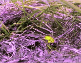 A Madarak Élete - 04. A Húsevők (Meat-Eaters)