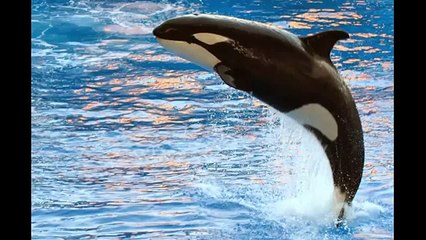 20 Most Deadliest Animals in this World Which Kill Humans