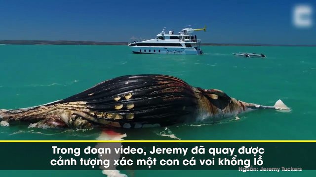 Cư dân mạng hãi hùng trước cảnh tượng con cá voi khổng lồ bị bầy cá mập và cá sấu xé xác giữa biển