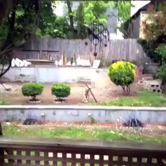 I thought dogs were suppose to be smarter than this
