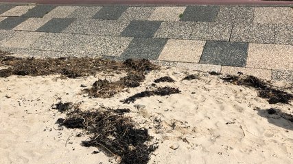 Action « plage et mer propres »