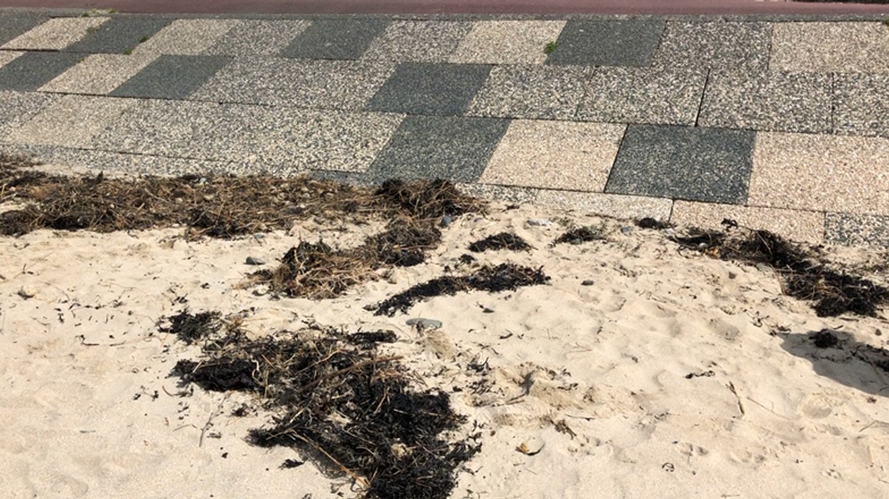 Action « plage et mer propres »